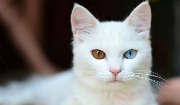 عوامل تاثیر گذار بر رفتار گربه